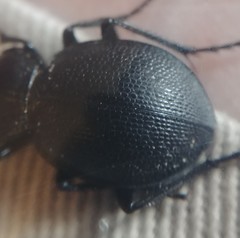 Calosoma luxatum