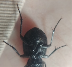 Calosoma luxatum