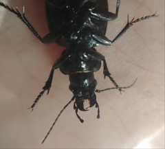 Calosoma luxatum