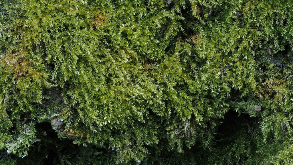 Oxyrrhynchium hians