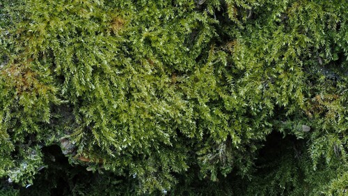 Representative image of Oxyrrhynchium hians