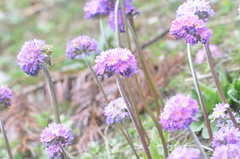 Primula denticulata