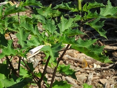 Datura stramonium