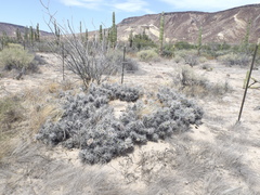 Corynopuntia invicta