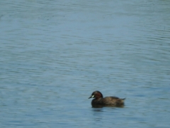 Tachybaptus ruficollis