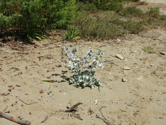 Eryngium maritimum