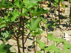 Datura stramonium