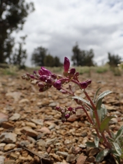 Penstemon patens