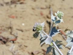Eryngium maritimum
