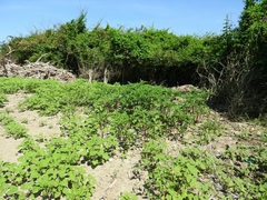 Datura stramonium