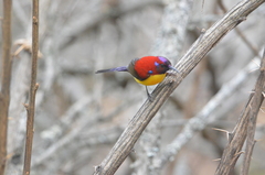Aethopyga gouldiae