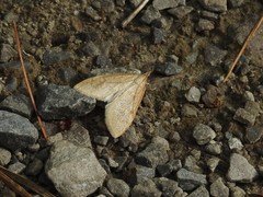 Saucrobotys futilalis