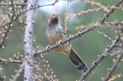 Ianthocincla ocellata