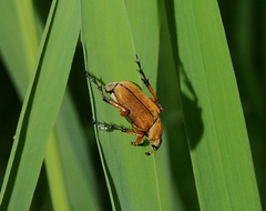 Macrodactylus subspinosus