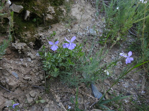 Image of Viola cornuta by (c) Yves Bas, some rights reserved (CC BY)