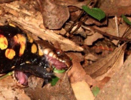 Tessellated Water Snake photographed in Lebanon