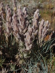 Castilleja schizotricha