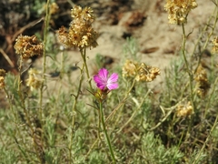 Dianthus balbisii