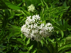 Sambucus ebulus