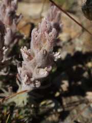 Castilleja schizotricha