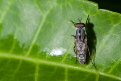 Ozodiceromyia notata