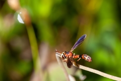 Physocephala sagittaria