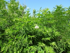 Sambucus ebulus