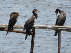 Phalacrocorax carbo hanedae