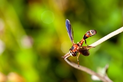 Physocephala sagittaria