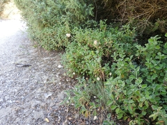 Lagurus ovatus