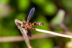 Physocephala sagittaria