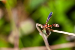 Physocephala sagittaria