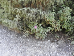 Cistus creticus eriocephalus
