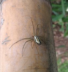 Leucauge mariana