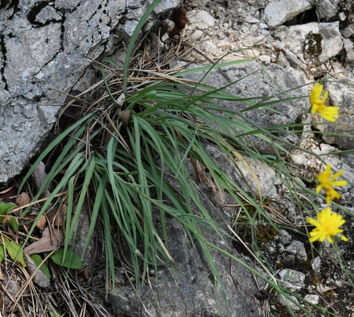 Image of Hieracium porrifolium by (c) Matteo Martini, some rights reserved (CC BY)