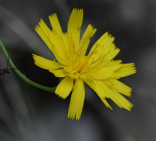Image of Hieracium porrifolium by (c) Matteo Martini, some rights reserved (CC BY)