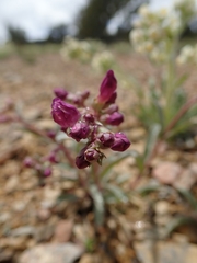 Penstemon patens