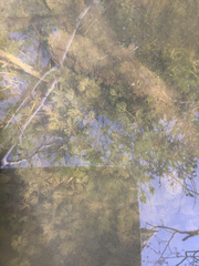 Ranunculus aquatilis