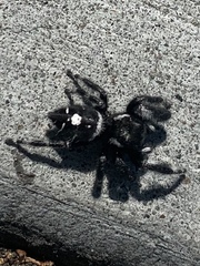 Phidippus audax
