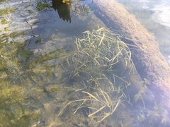 Potamogeton zosteriformis