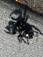 Phidippus audax