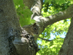 Sciurus niger