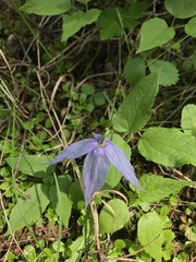Clematis occidentalis grosseserrata