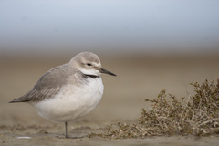 Wrybill photo 2