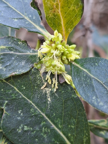 Coprosma robusta