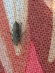 Homalodisca