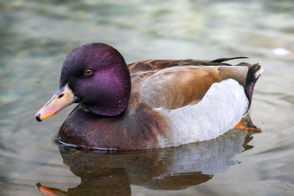 Red-crested Pochard
