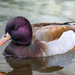 Mallard × Red-crested Pochard - Photo (c) Diego González Dopico, some rights reserved (CC BY), uploaded by Diego González Dopico