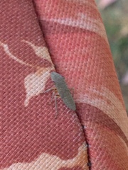 Homalodisca
