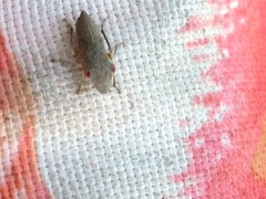 Homalodisca